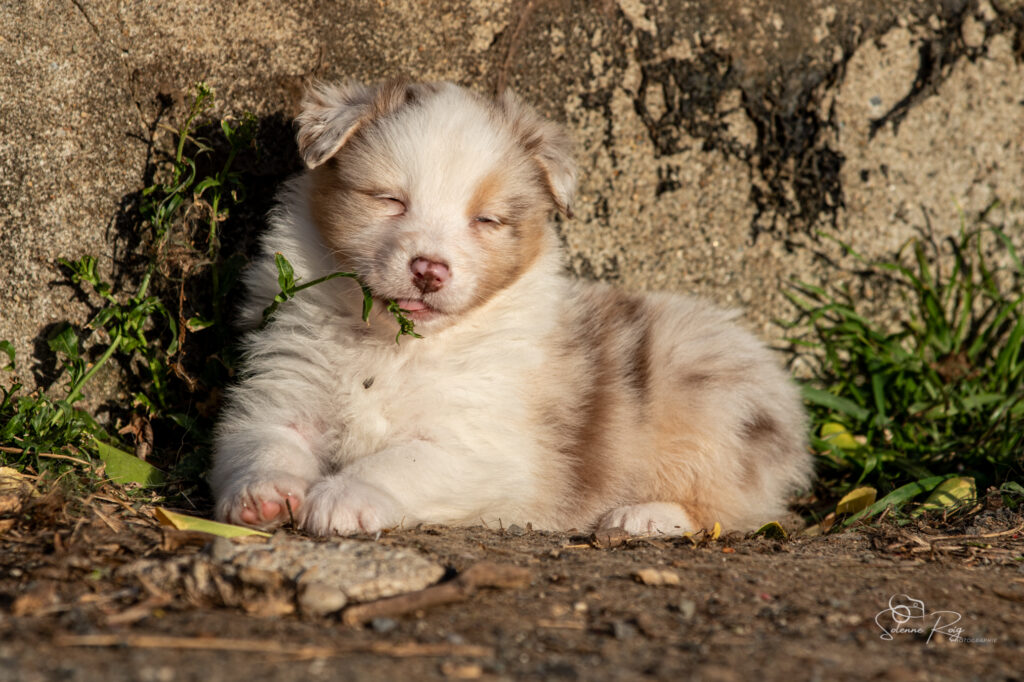 Azalea of Sipawaban (Mike x Sinaï) Chiot berger australien rouge merle