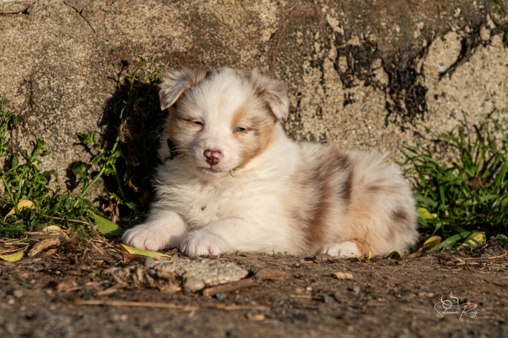 Azalea of Sipawaban (Mike x Sinaï) Chiot berger australien rouge merle