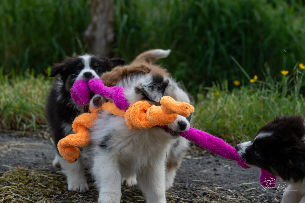 chiots berger australien en plein jeu