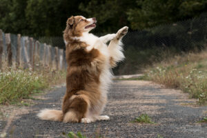 berger australien rouge tricolore éducation positive