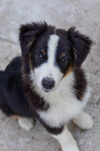 berger australien mâle noir tricolore disponible