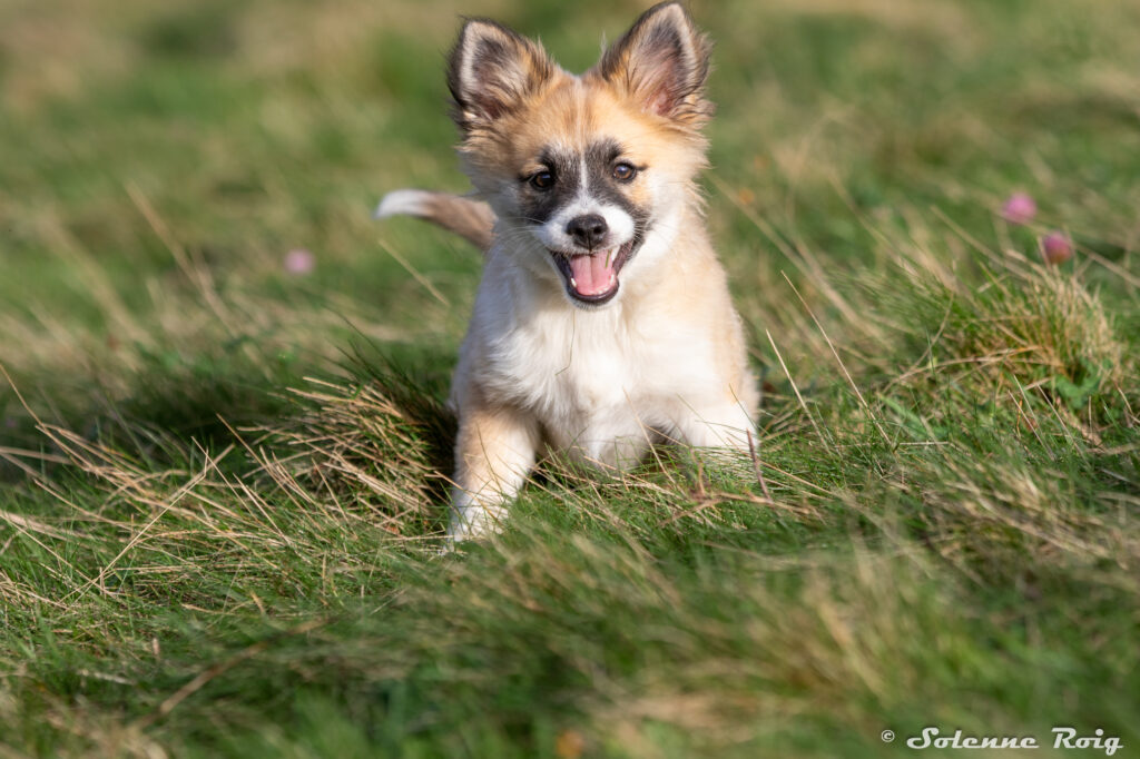 Vixie Nuance de la Fleur de Vie berger islandais