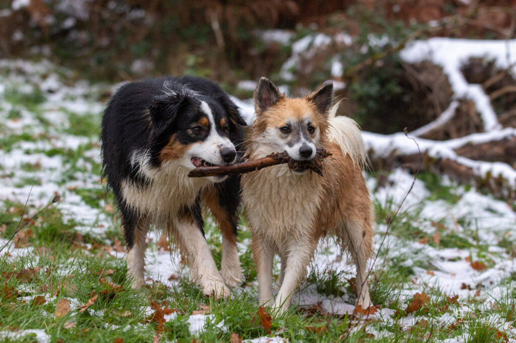 berger australien et berger islandais