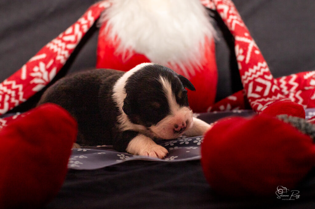 Chiots berger australien noir tricolore