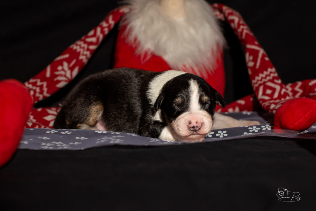 Chiots berger australien noir tricolore