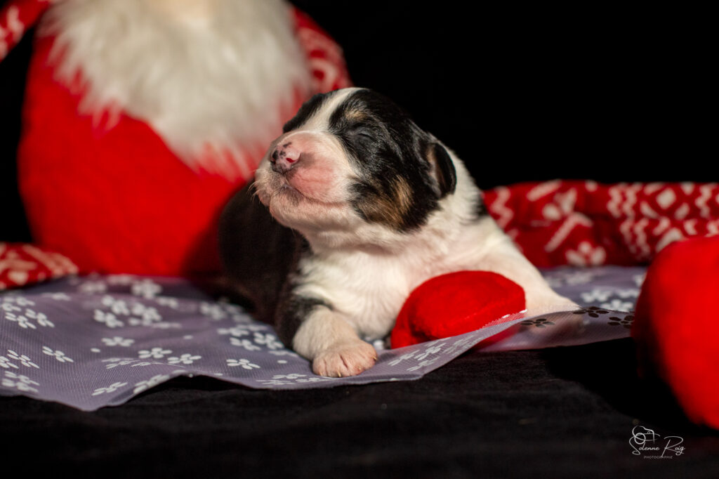 Chiots berger australien noir tricolore
