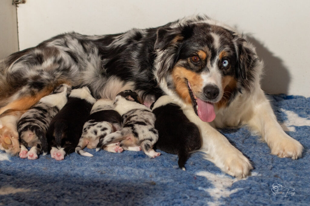 Elevage chiens berger australien LOF