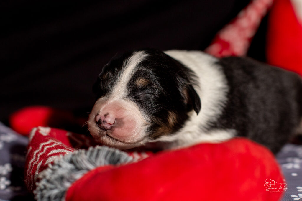 Chiots berger australien noir tricolore