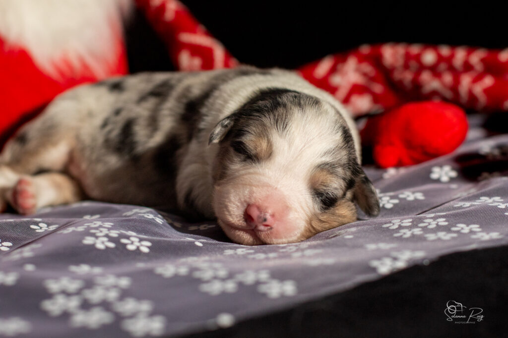 Chiot berger australien bleu merle