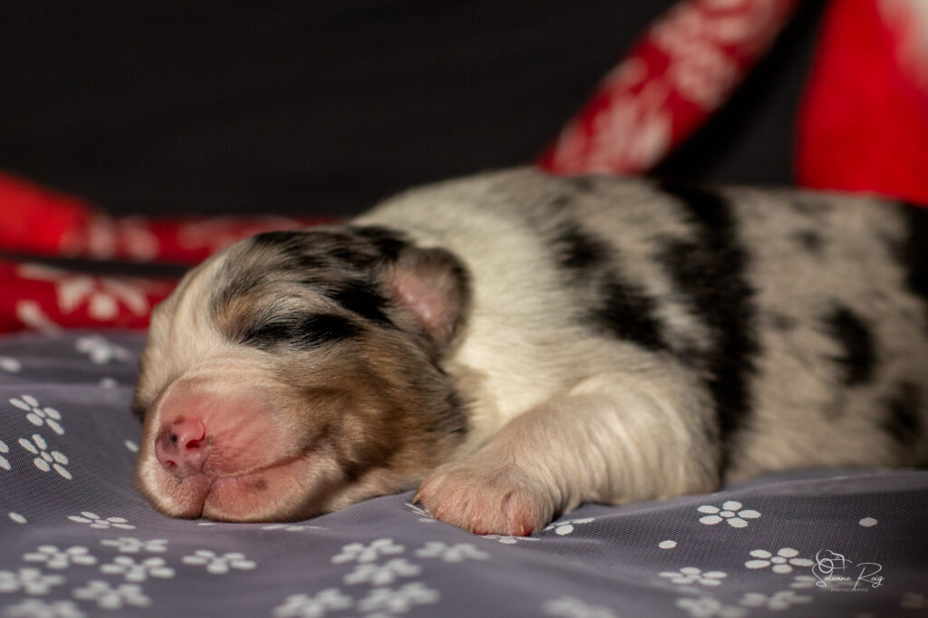 Chiot berger australien bleu merle