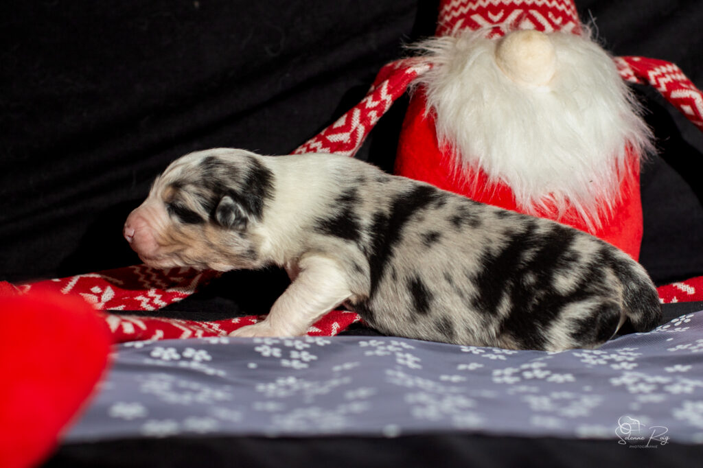 Chiot berger australien bleu merle