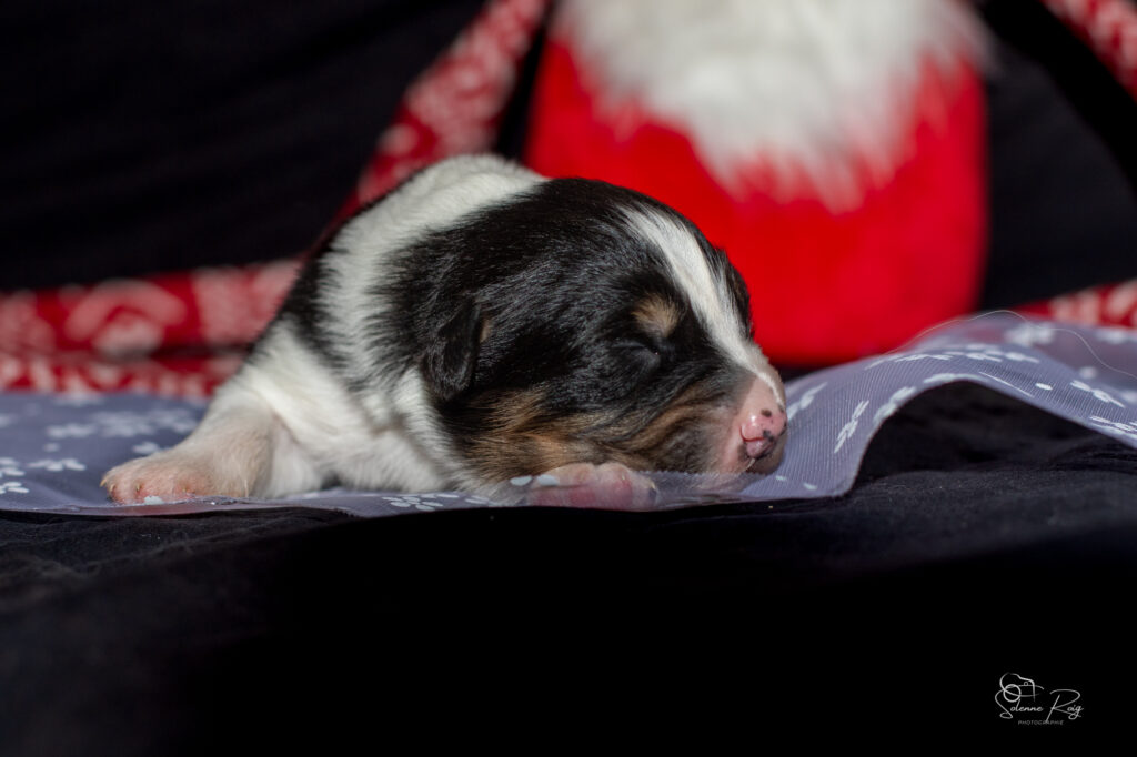 Chiots berger australien noir tricolore