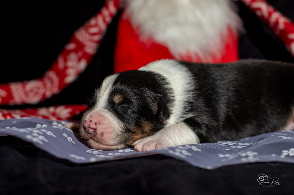 Chiots berger australien noir tricolore