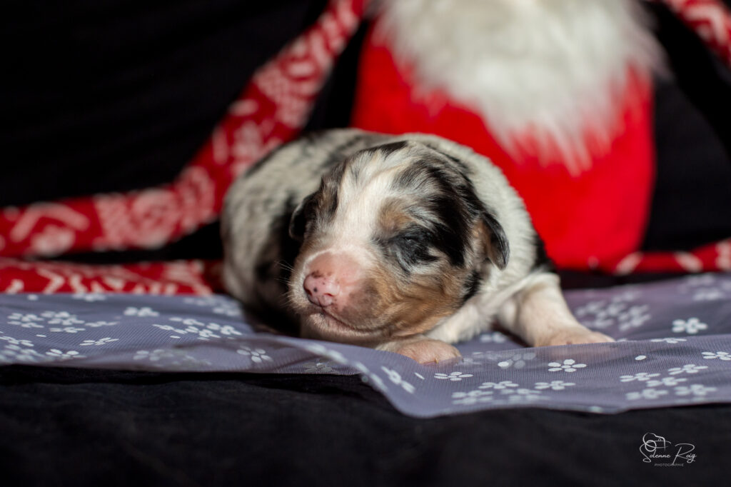 Chiot berger australien bleu merle