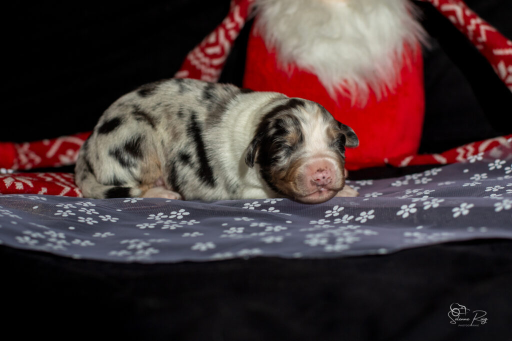 Chiot berger australien bleu merle