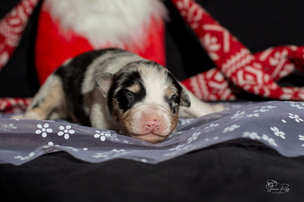 Chiot berger australien bleu merle