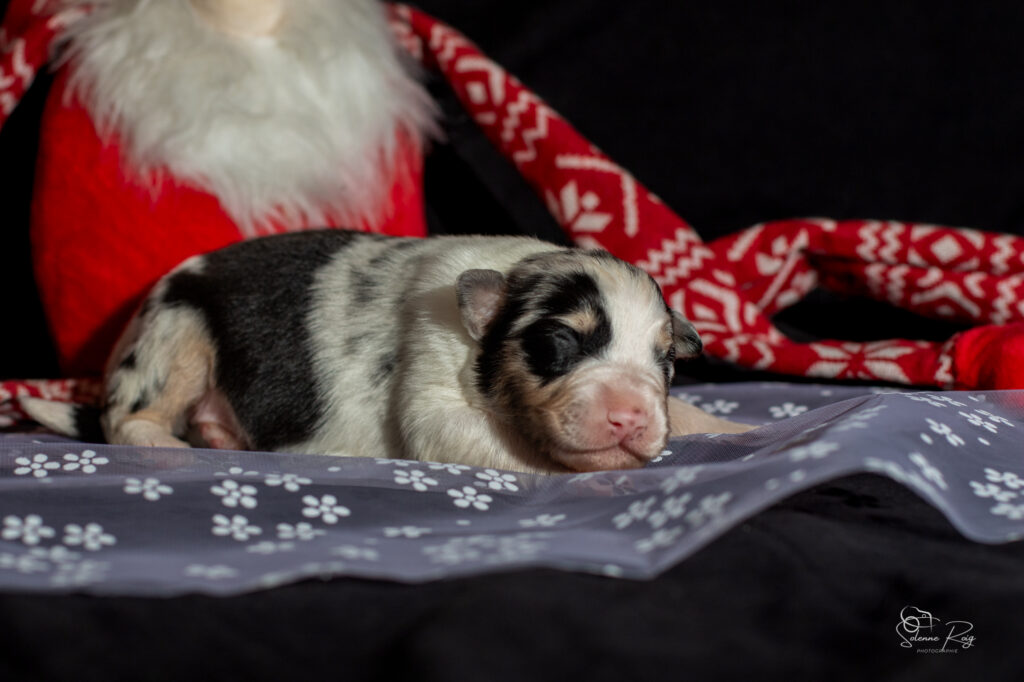 Chiot berger australien bleu merle