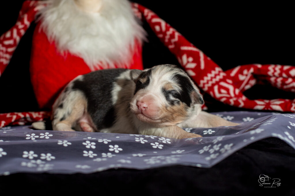 Chiot berger australien bleu merle