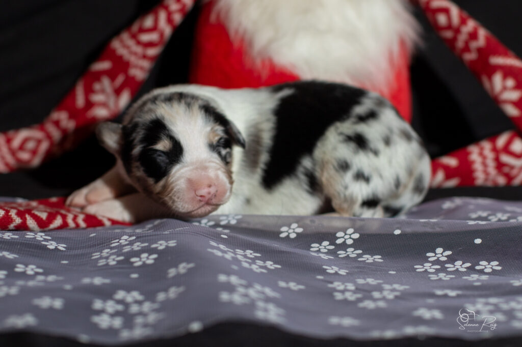 Chiot berger australien bleu merle