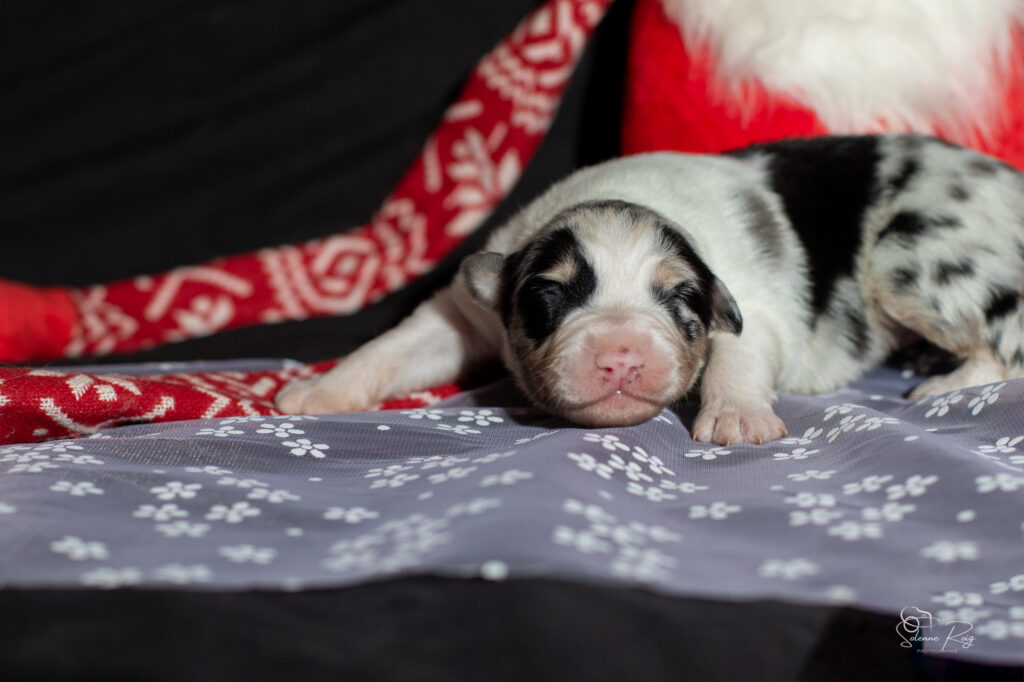 Chiot berger australien bleu merle