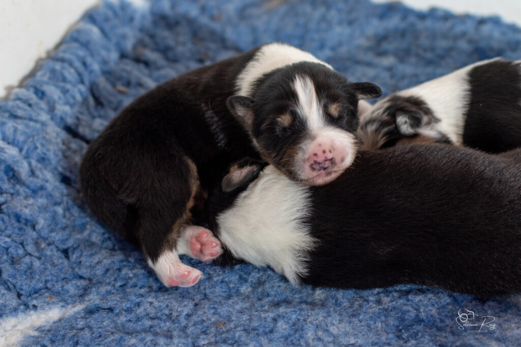 Chiots berger australien noir tricolore