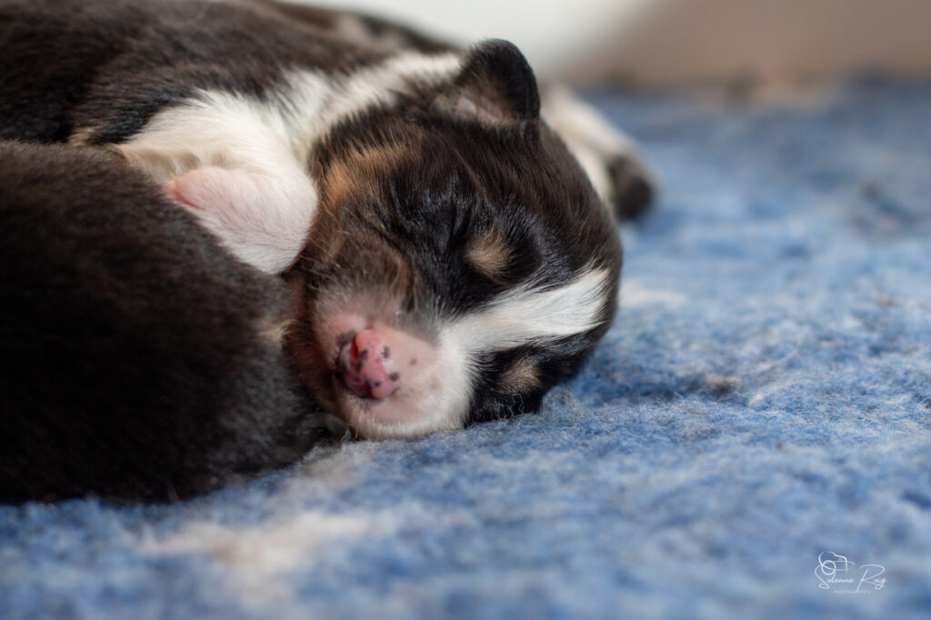 Chiots berger australien noir tricolore