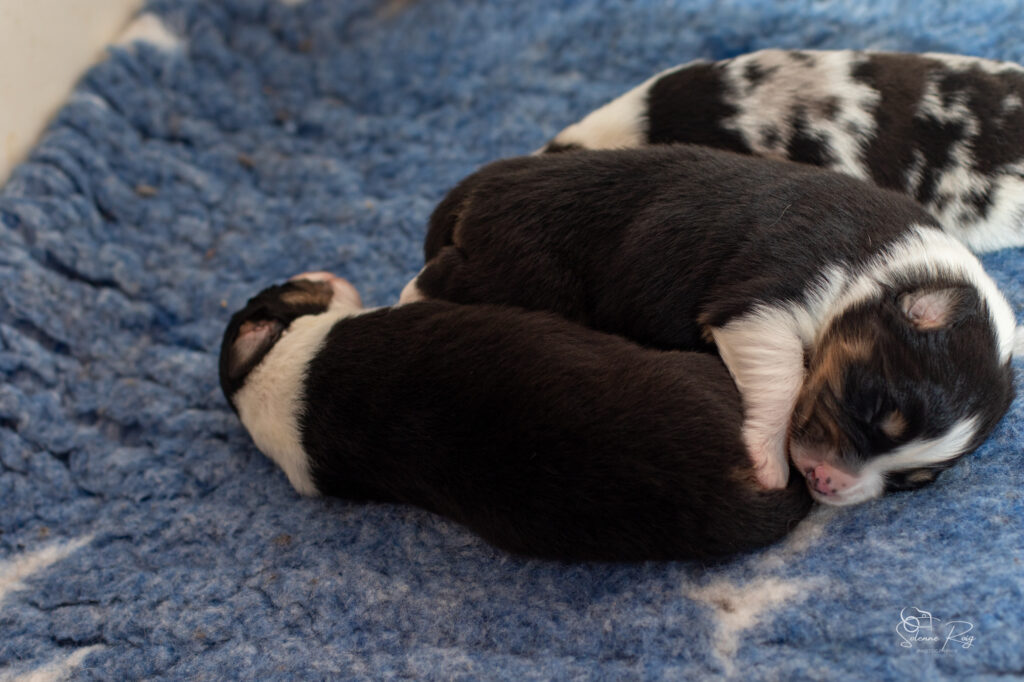 Chiots berger australien noir tricolore