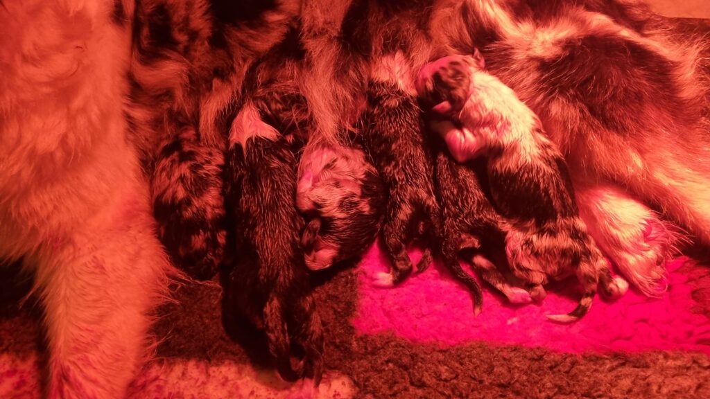 élevage chiots berger australien LOF