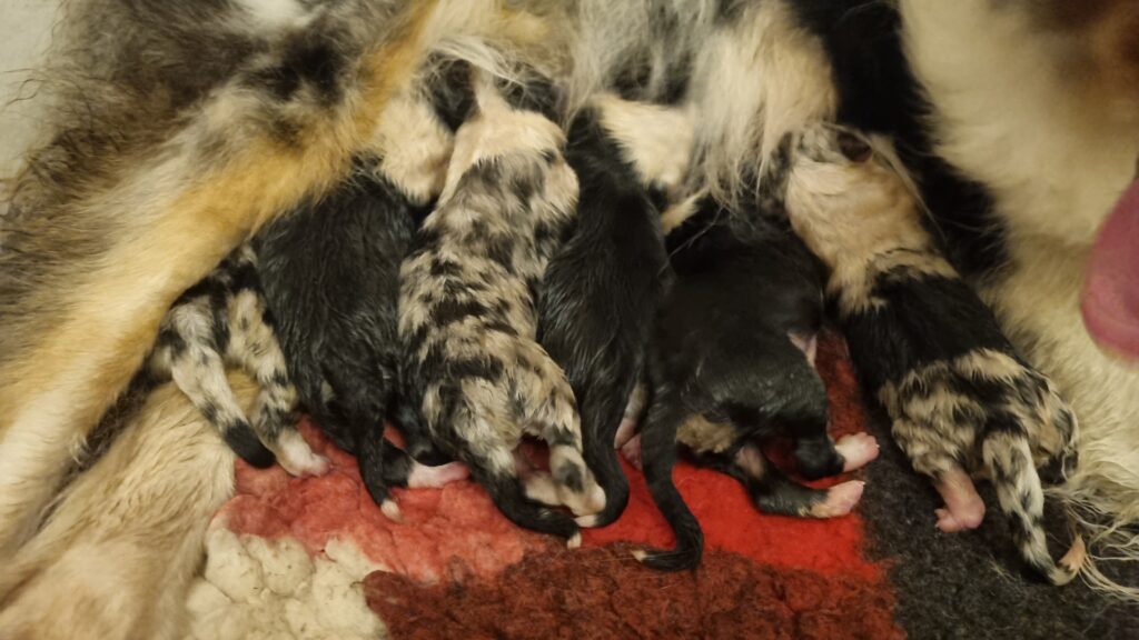 élevage chiots berger australien LOF