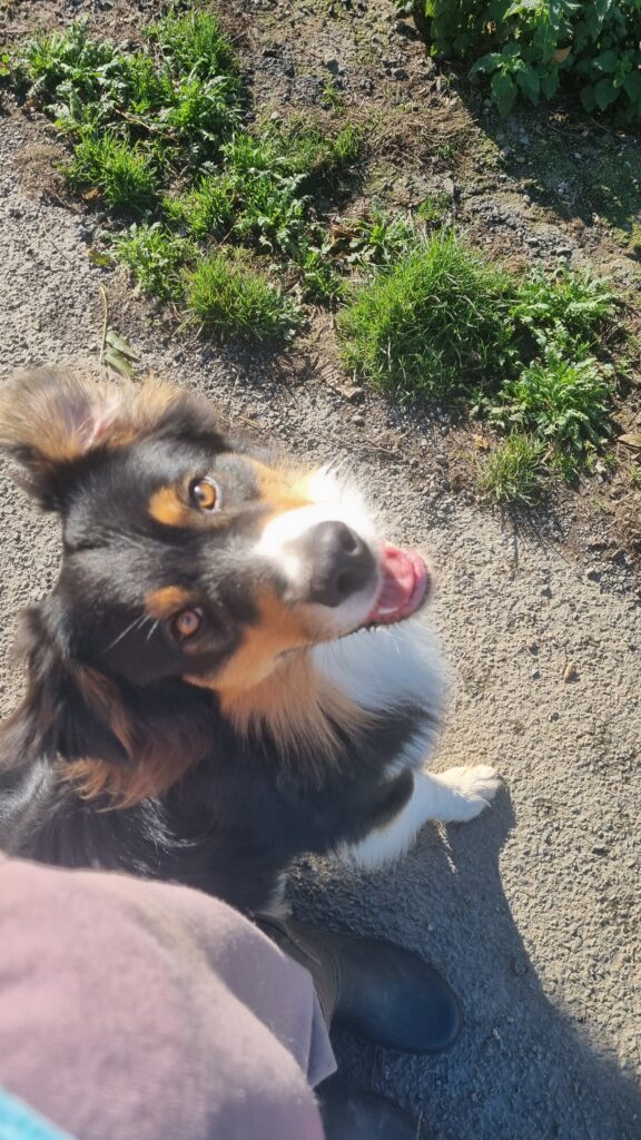 Chiots berger australien