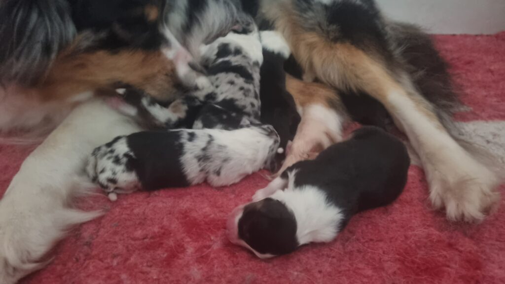 Elevage chiens berger australien LOF