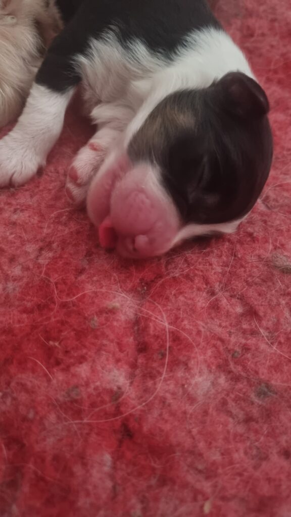 Elevage chiens berger australien LOF