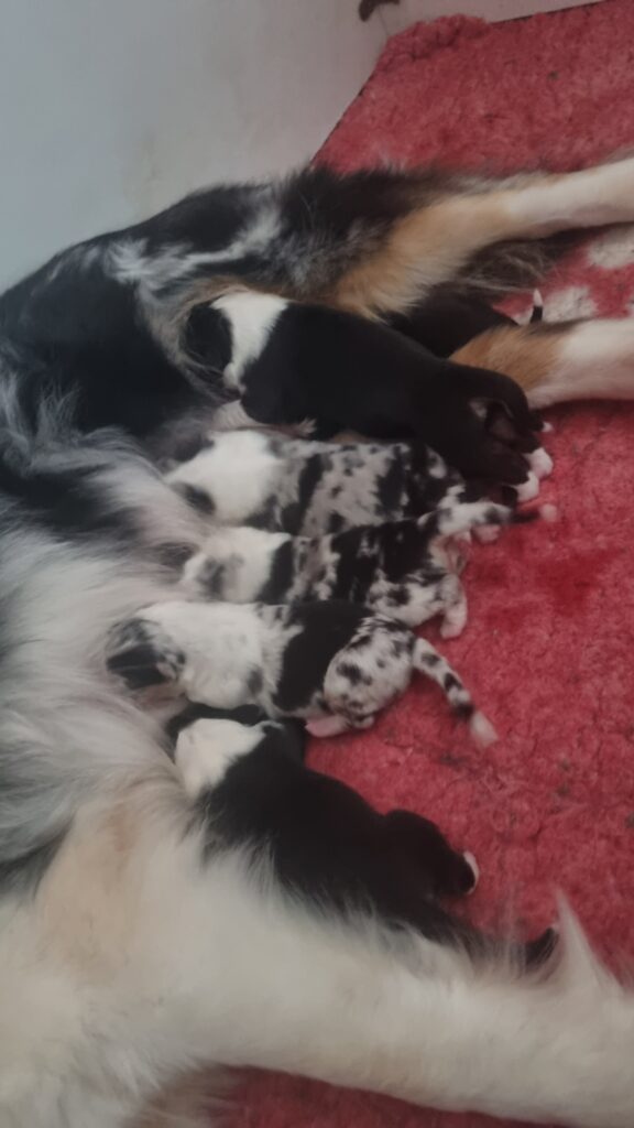 Elevage chiens berger australien LOF