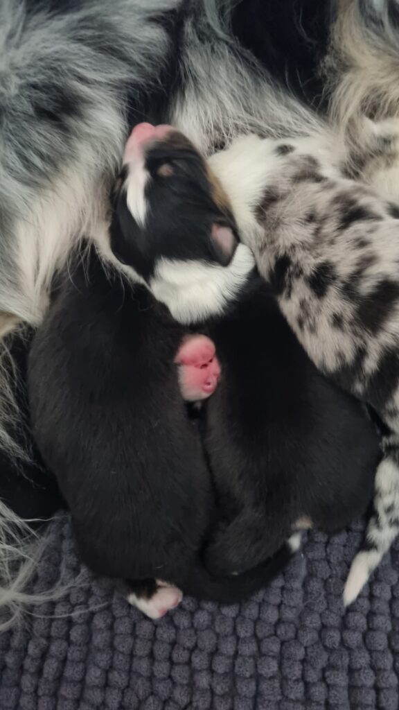 Elevage chiens berger australien LOF