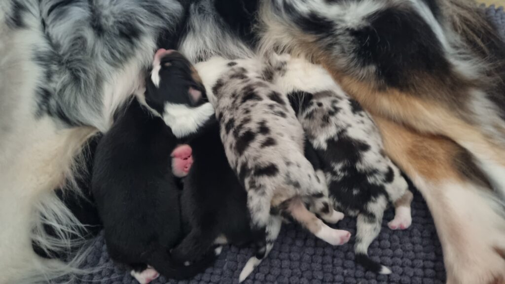 Elevage chiens berger australien LOF