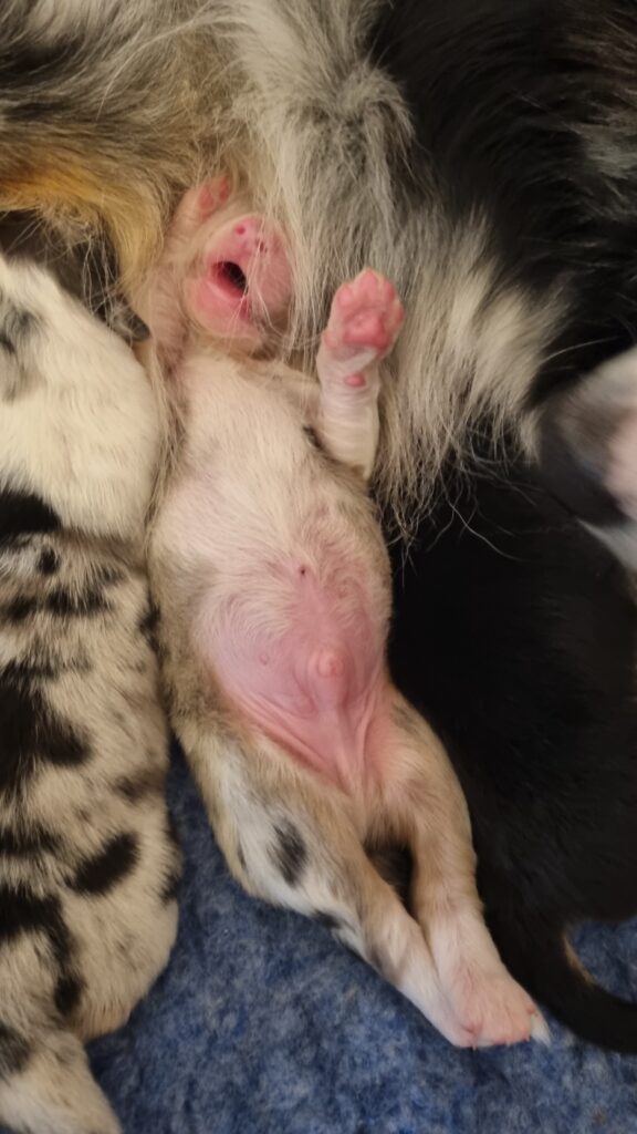 Elevage chiens berger australien LOF