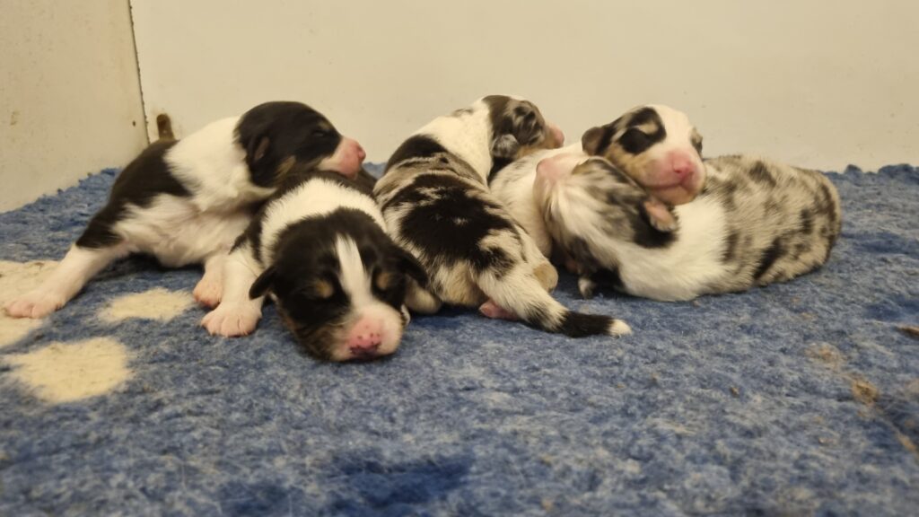 Elevage chiens berger australien LOF