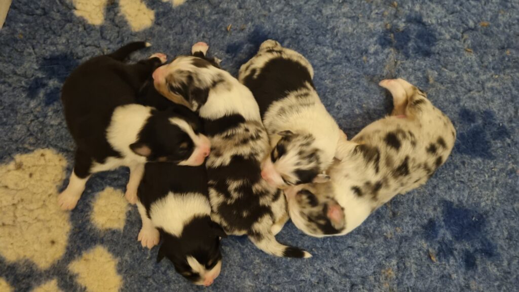 Elevage chiens berger australien LOF