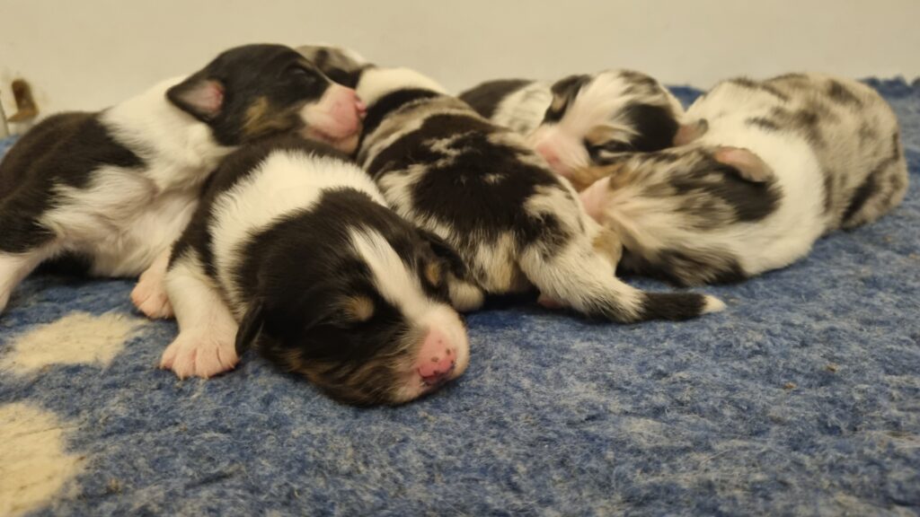 Elevage chiens berger australien LOF