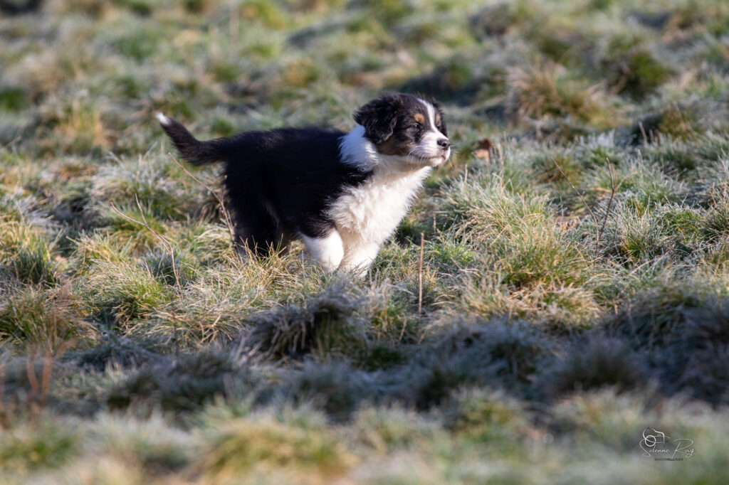 chiot berger australien noir tricolore