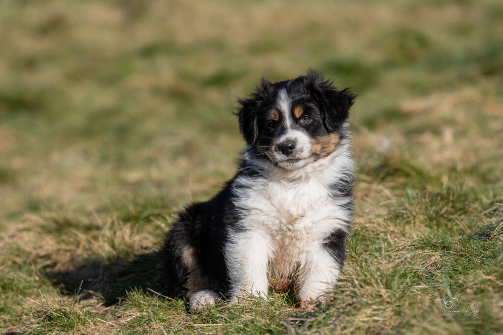 chiot berger australien noir tricolore
